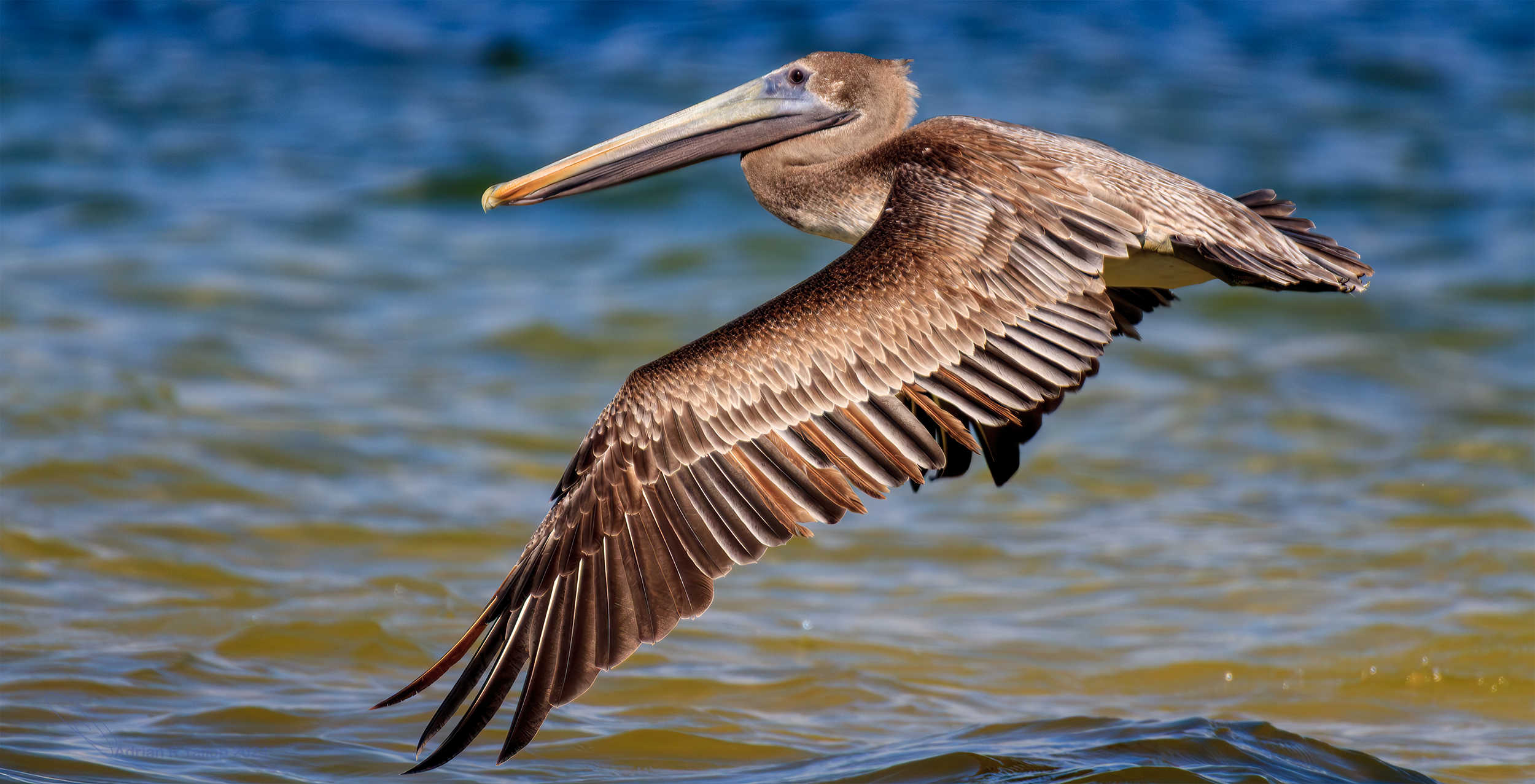  american pelican 
